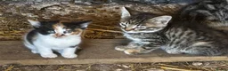 Mixed Breed cats for sale: Farm kittens looking for homes - Advert 8