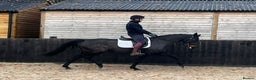 Danish Warmblood horses for sale: Holly KWPN mare by Mooiman - Advert 6