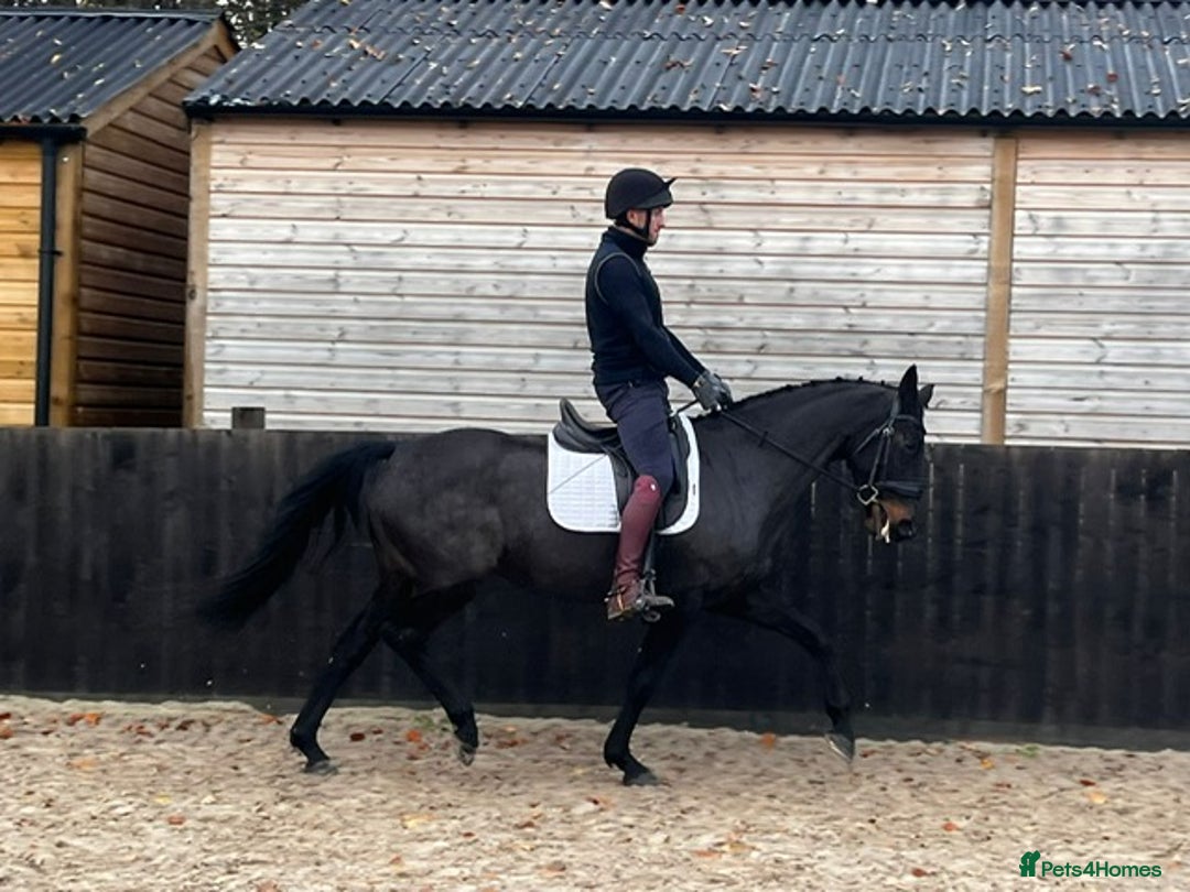 Danish Warmblood horses for sale: Holly KWPN mare by Mooiman - Advert 6