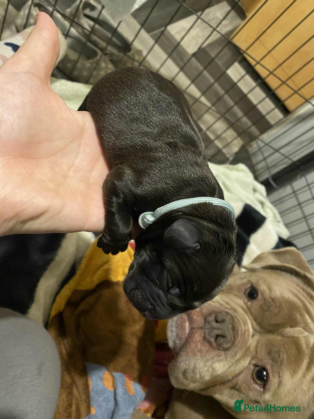 Mixed Breed dogs for sale: Dachabull (dachsund x olde English bulldog) - Image 3