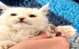 Maine Coon cats for sale: Rare Polydactyly Blue & White Silver  - Advert 6