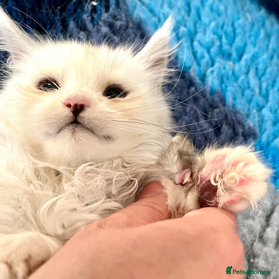 Maine Coon cats for sale: Rare Polydactyly Blue & White Silver  - Advert 6