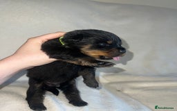 Rottweiler dogs for sale: Stunning Rottweiler puppies  - Image 2