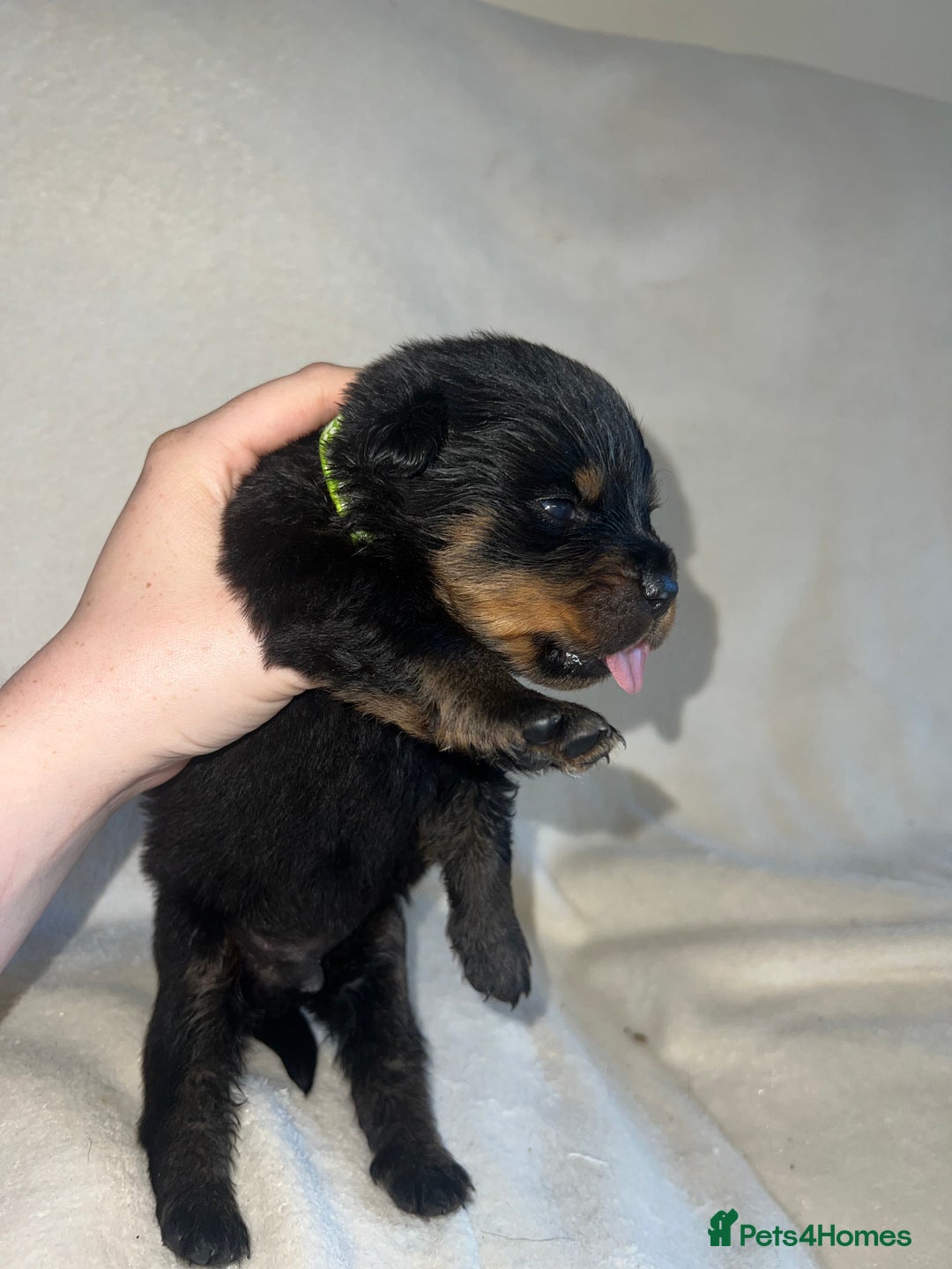 Rottweiler dogs for sale: Stunning Rottweiler puppies  - Image 2