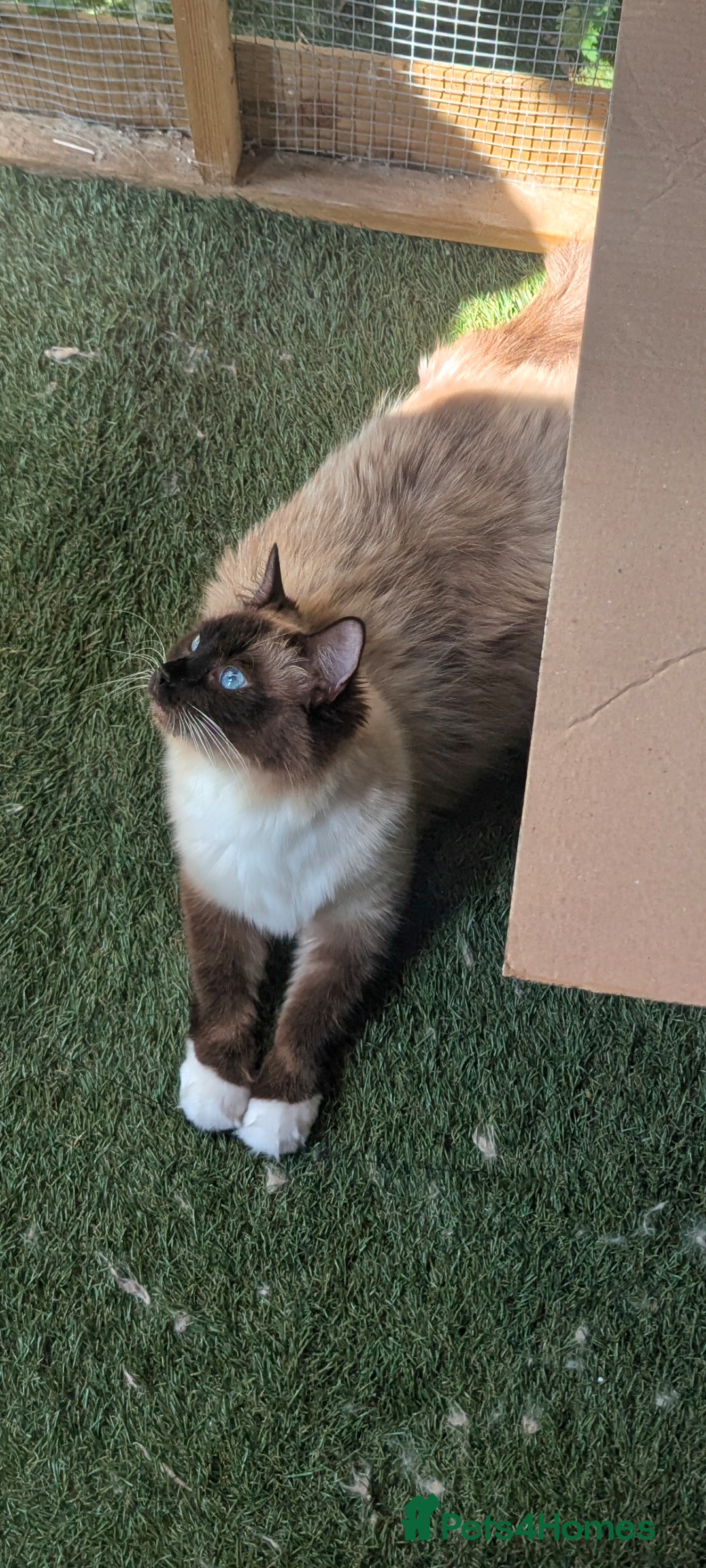 Ragdoll cats for sale: Beautiful ragdoll girl for re-home  - Advert 4