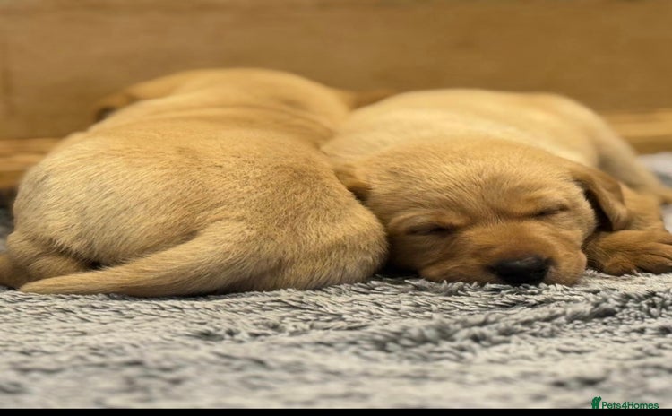 Labrador Retriever dogs - Advert 1