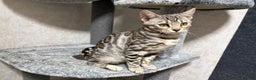 Bengal cats for sale: - Brown & Silver Bengals—Experienced Homes Only - Advert 31