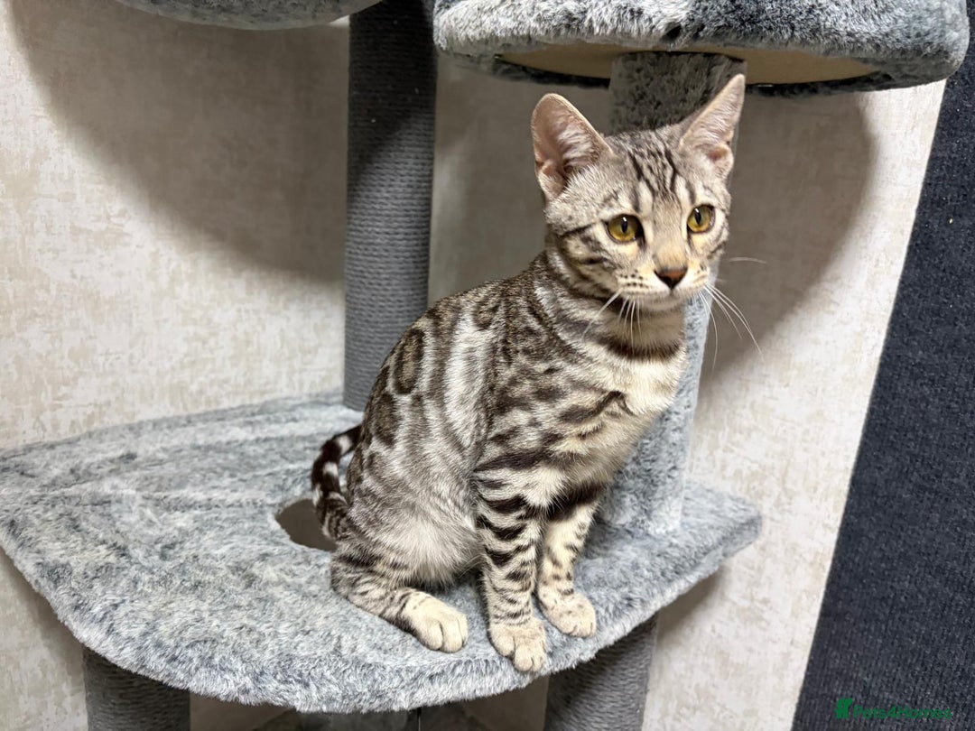Bengal cats for sale: - Brown & Silver Bengals—Experienced Homes Only - Advert 31