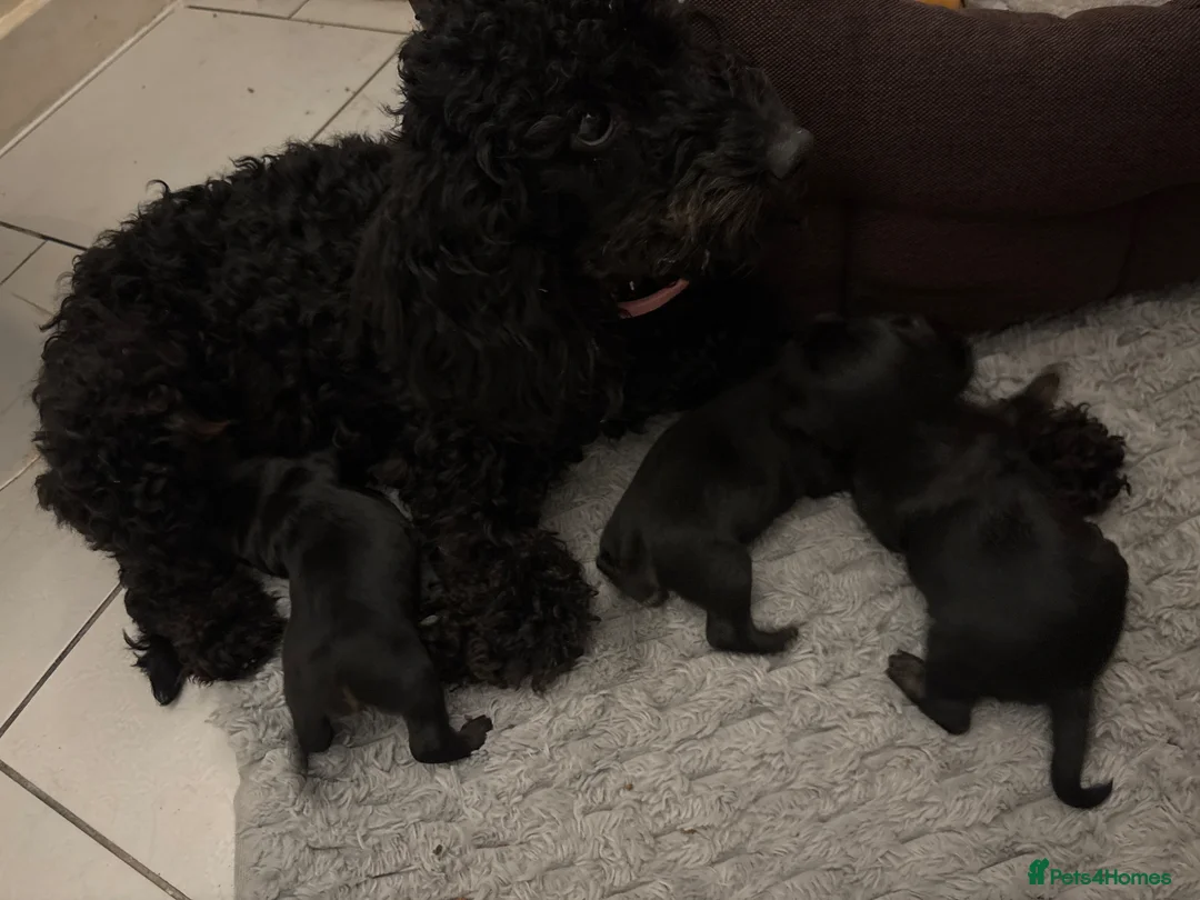 Mixed Breed dogs for sale: Beautiful poodles 😍 - Advert 5