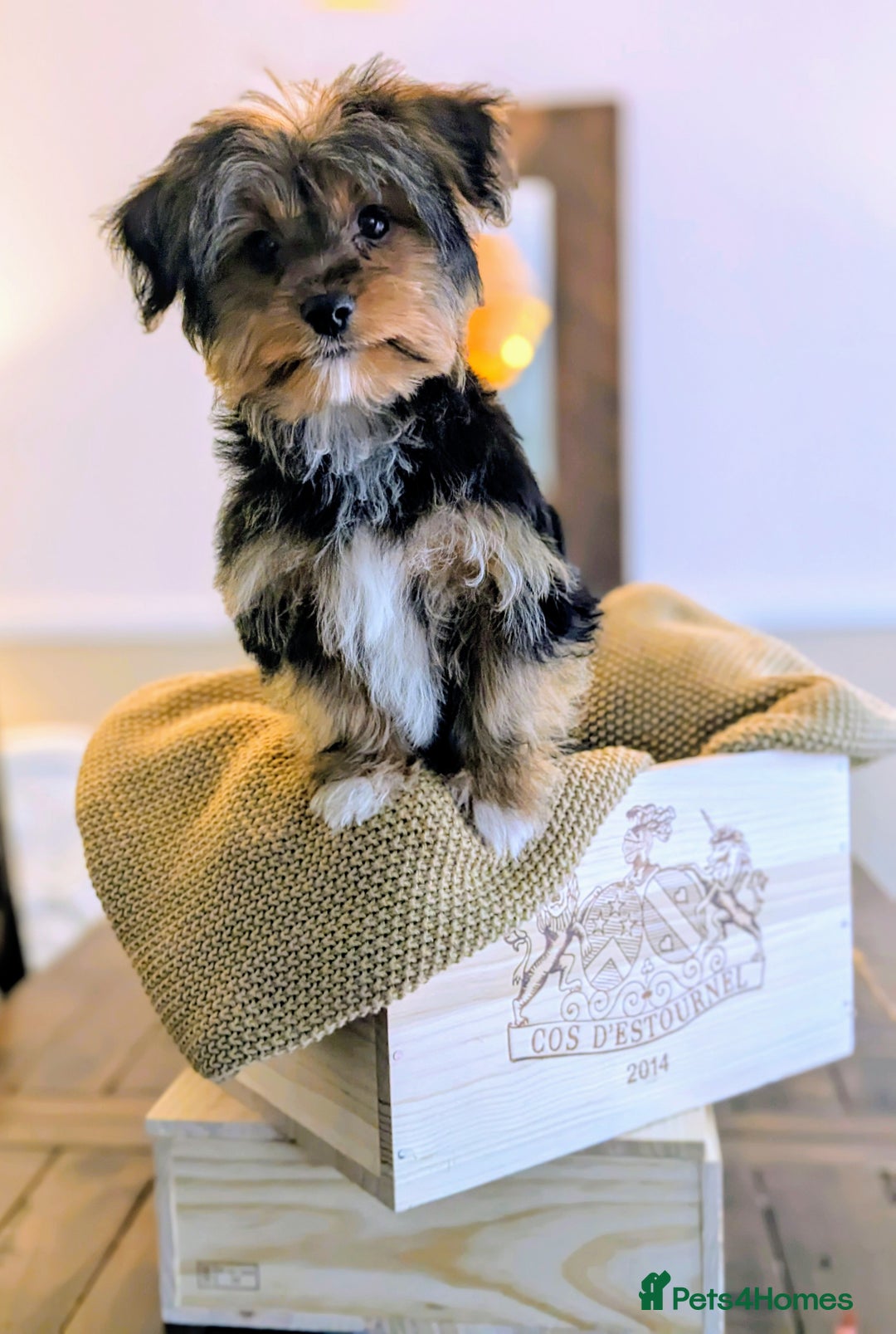 Yorkshire Terrier dogs for sale: 2 Biewer Yorkshire Terrier Boys – Ready Now! - Advert 2