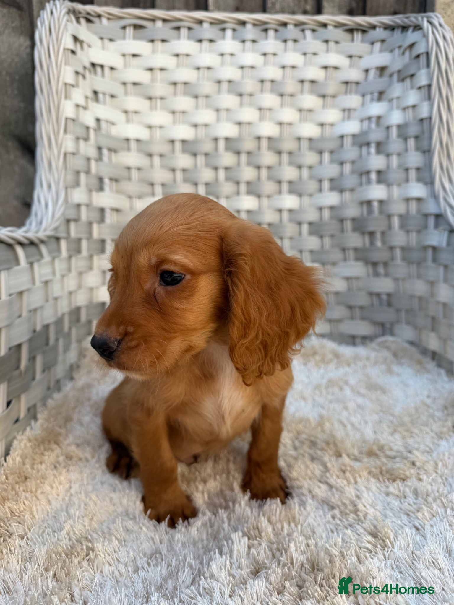 Cocker Spaniel dogs Working cocker spaniels - Advert 1