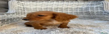 Cocker Spaniel 3