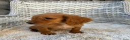 Cocker Spaniel dogs for sale: Working cocker spaniels - Advert 1