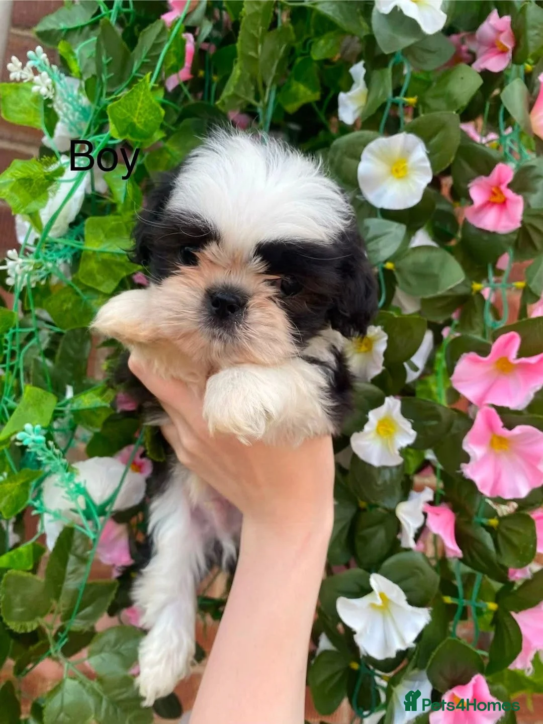 Shih Tzu dogs for sale: 3 lil shihzhu boys looking foreva homes  in Crook - Advert 2
