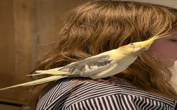 Cockatiels birds for sale: Beautiful male cockatiel less than 1 years old - Advert 4