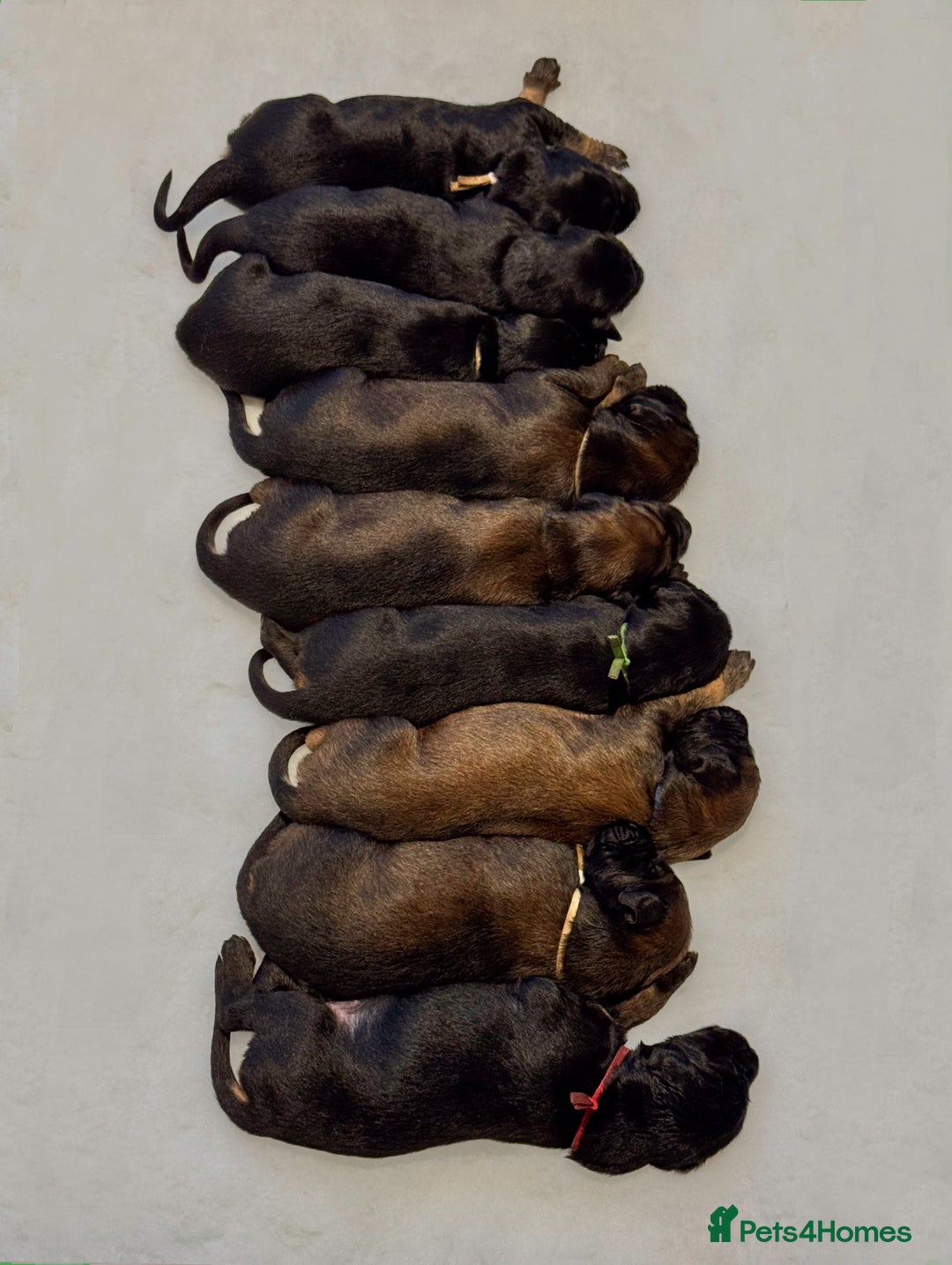 Afghan Hound dogs for sale: Afghan Hound Litter AVAILABLE - Image 3