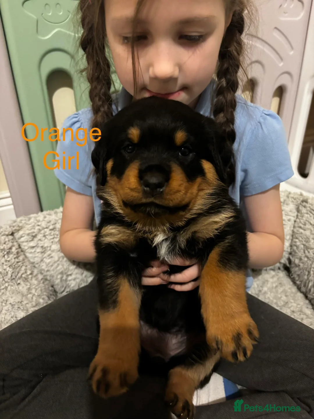 Rottweiler dogs for sale: Rottweiler puppy ONE girl left  - Advert 9