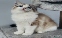 Ragdoll cats for sale: Tica ActiveChampion Blood, Full peddigree Kittens in Leicester - Image 6