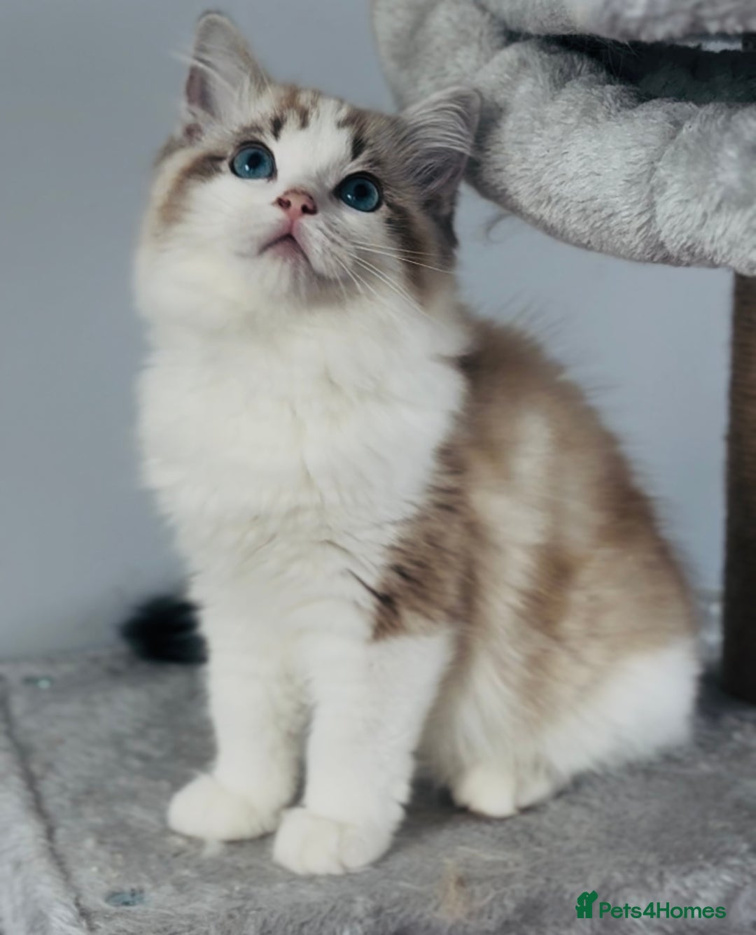 Ragdoll cats for sale: Tica ActiveChampion Blood, Full peddigree Kittens in Leicester - Image 6