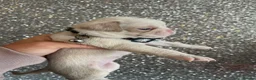 Pug dogs for sale: Unique pug puppies in Swanley - Advert 26
