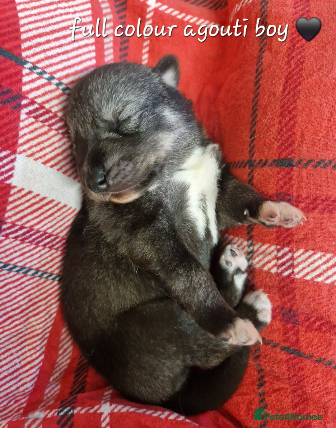 Siberian Husky dogs for sale:  Beautiful Siberian Husky Agouti Puppies ❤️ - Advert 12