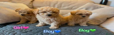 Boy💙