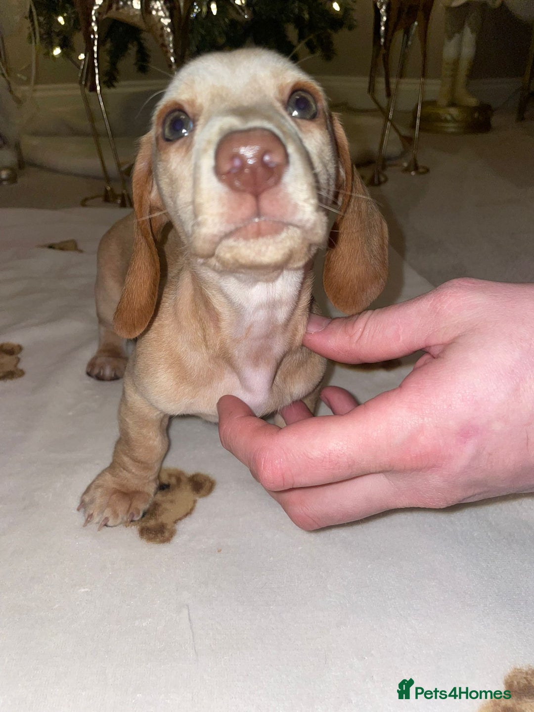 Dachshund dogs for sale: 3 adorable dachshunds puppies 2 boy 1 girls - Advert 10