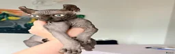 Sphynx cats for sale: Female Elf Sphynx Kitten – TICA Registered Parents - Advert 6
