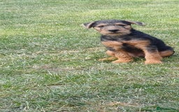 Mixed Breed dogs for sale: Jagd terrier x lakeland terrier  - Image 4
