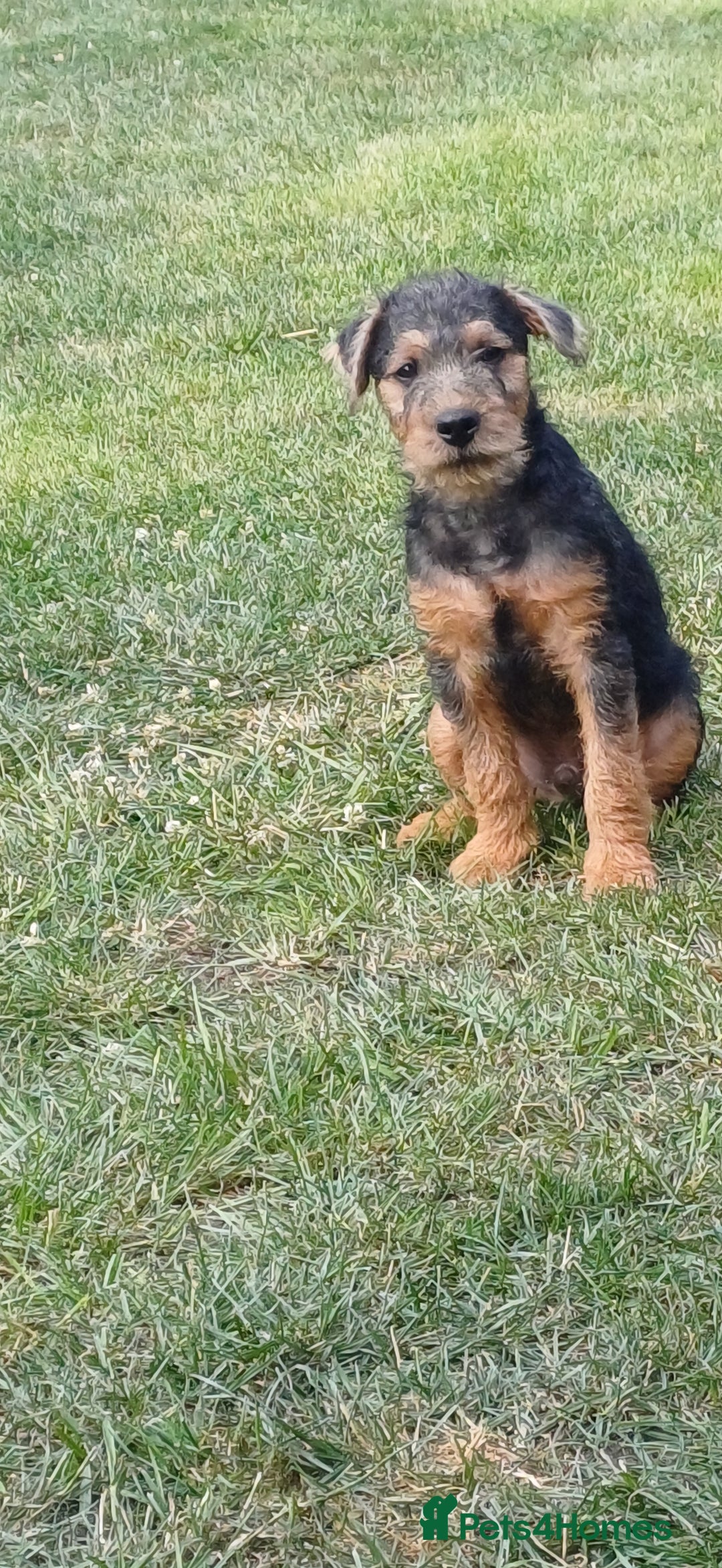 Mixed Breed dogs for sale: Jagd terrier x lakeland terrier  - Image 4