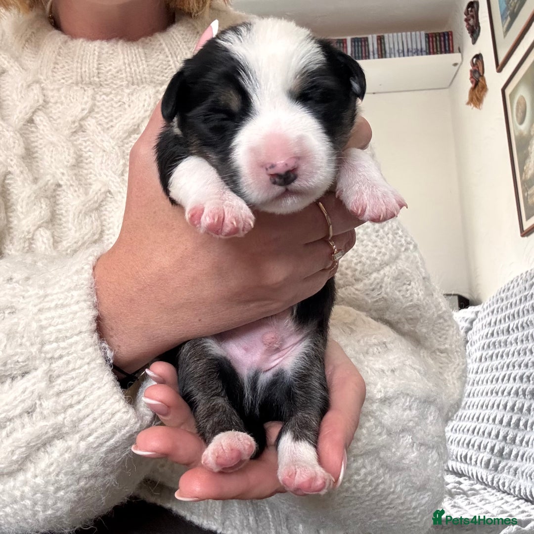Border Collie dogs for sale: Border collie puppies - Advert 2
