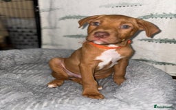 Mixed Breed dogs for sale: Beautiful pups for sale  - Image 10
