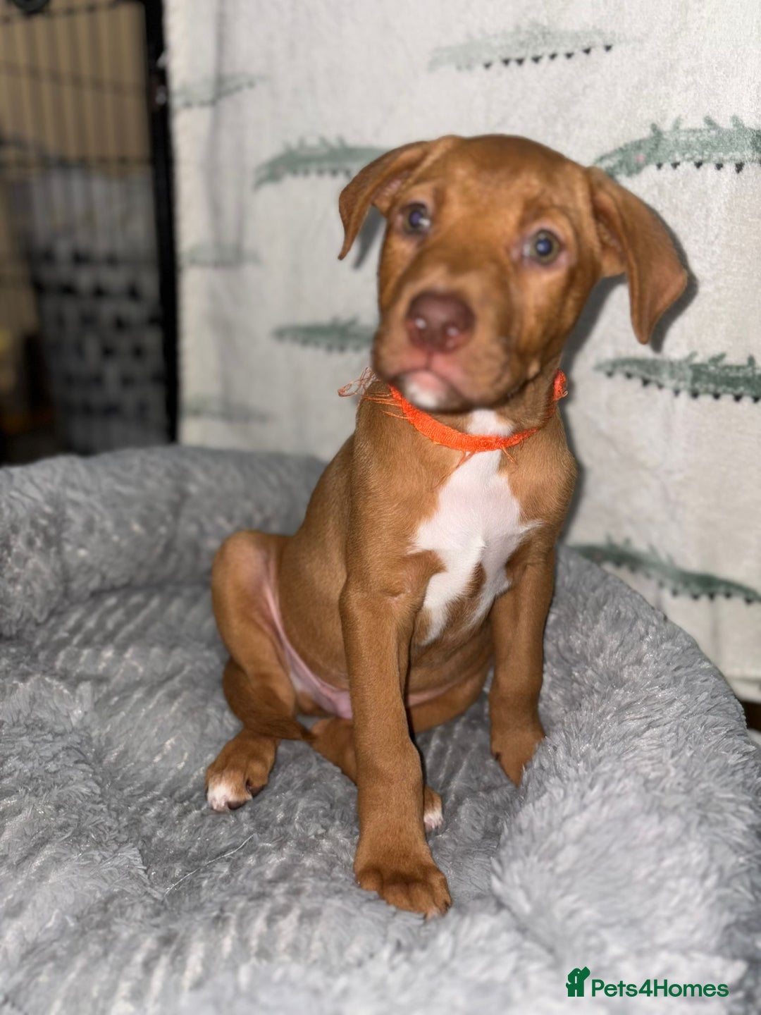 Mixed Breed dogs for sale: Beautiful pups for sale  - Image 10