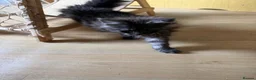Maine Coon cats for sale: Maine Coon XXL Pedigree Aberdeen  - Advert 6
