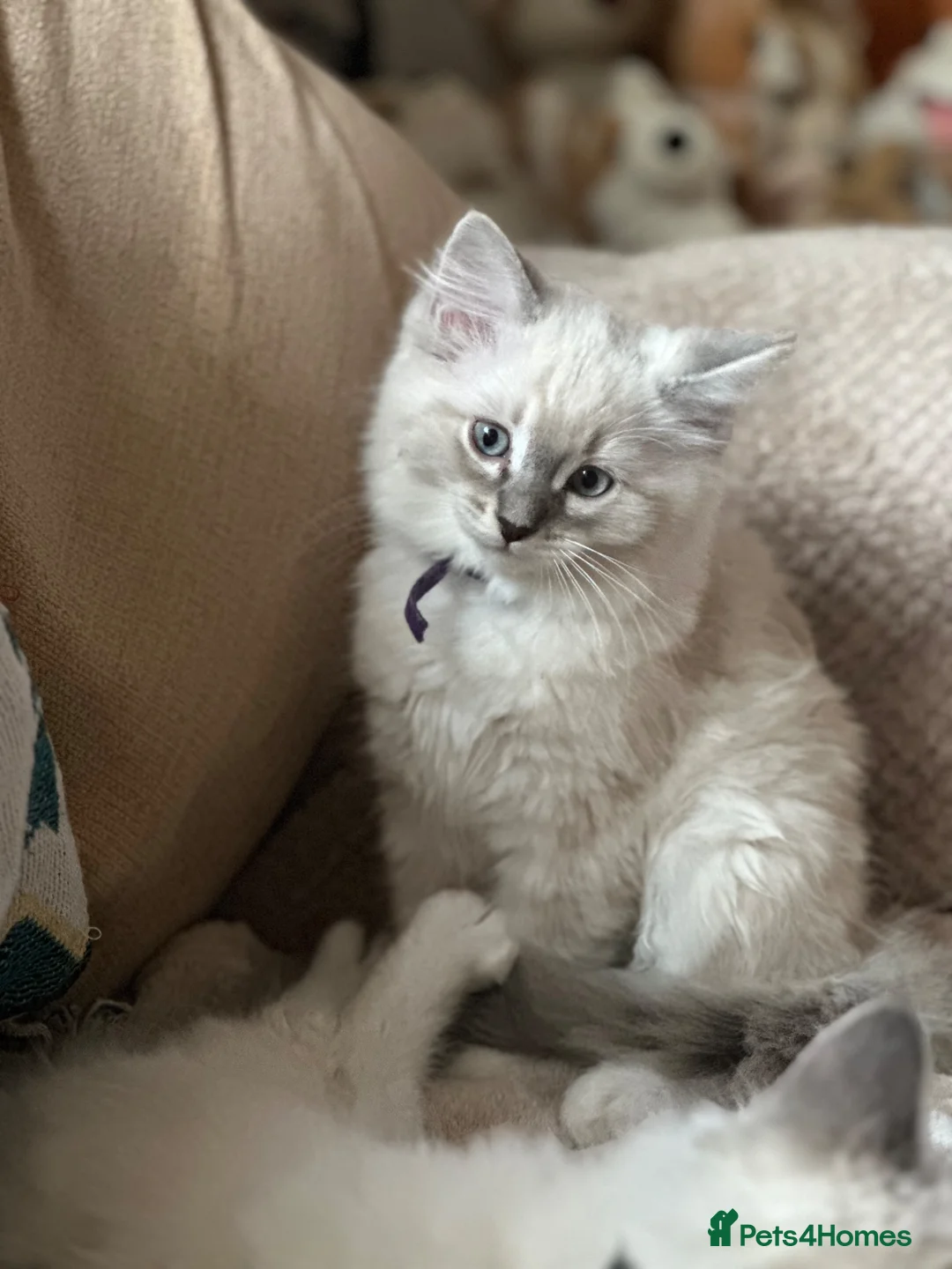 Ragdoll cats for sale: 3/4 Ragdoll. Last kitten left.  - Advert 2