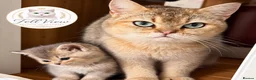 British Longhair cats for sale: Last boy Available- Golden Lilac BHS Ready Now !  - Advert 28