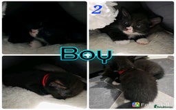 Mixed Breed cats for sale: 4 stunning bengal cross kittens ready 14/09/25 - Image 2