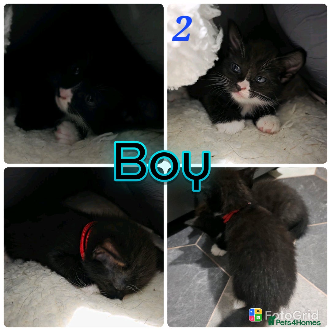 Mixed Breed cats for sale: 4 stunning bengal cross kittens ready 14/09/25 - Image 2