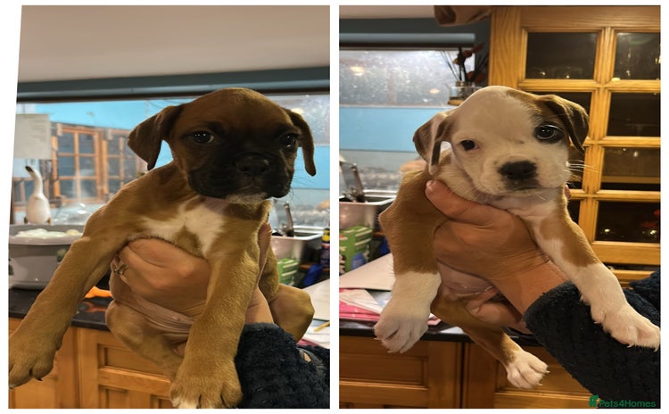 Boxer dogs - Advert 1