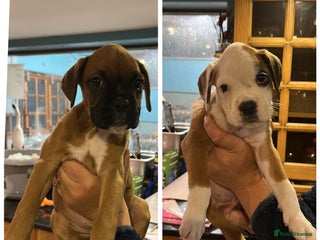 Boxer dogs - Advert 34