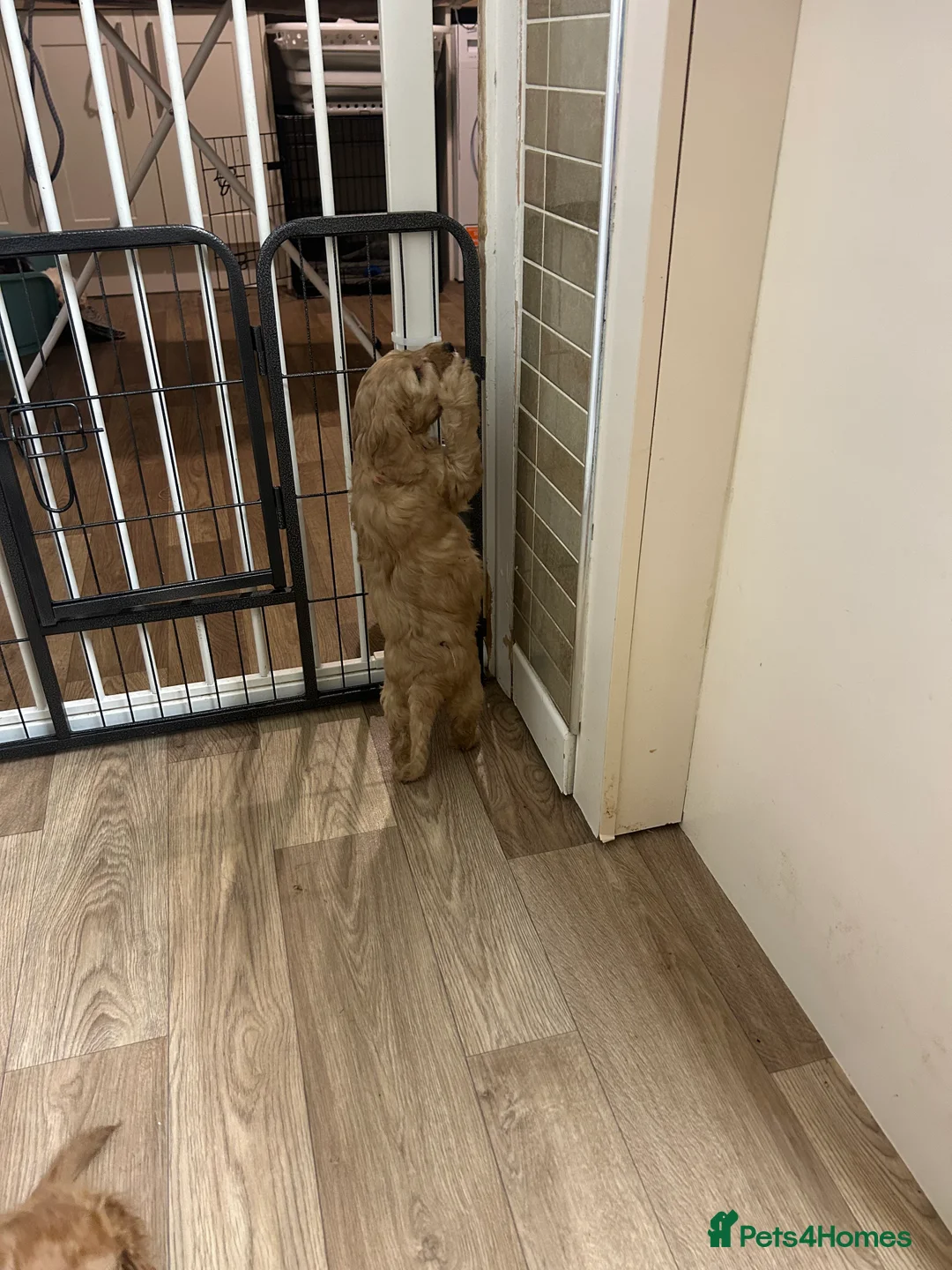 Cockapoo dogs for sale: Cockapoo F2 ready 17th February  - Advert 6