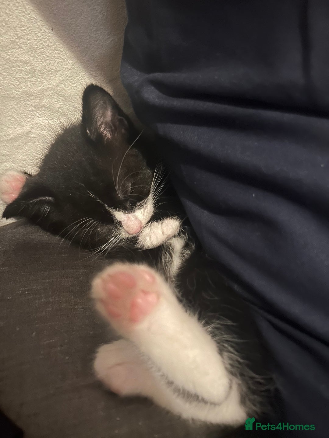 Mixed Breed cats for sale: Playful and loving tuxedo boy - Advert 6