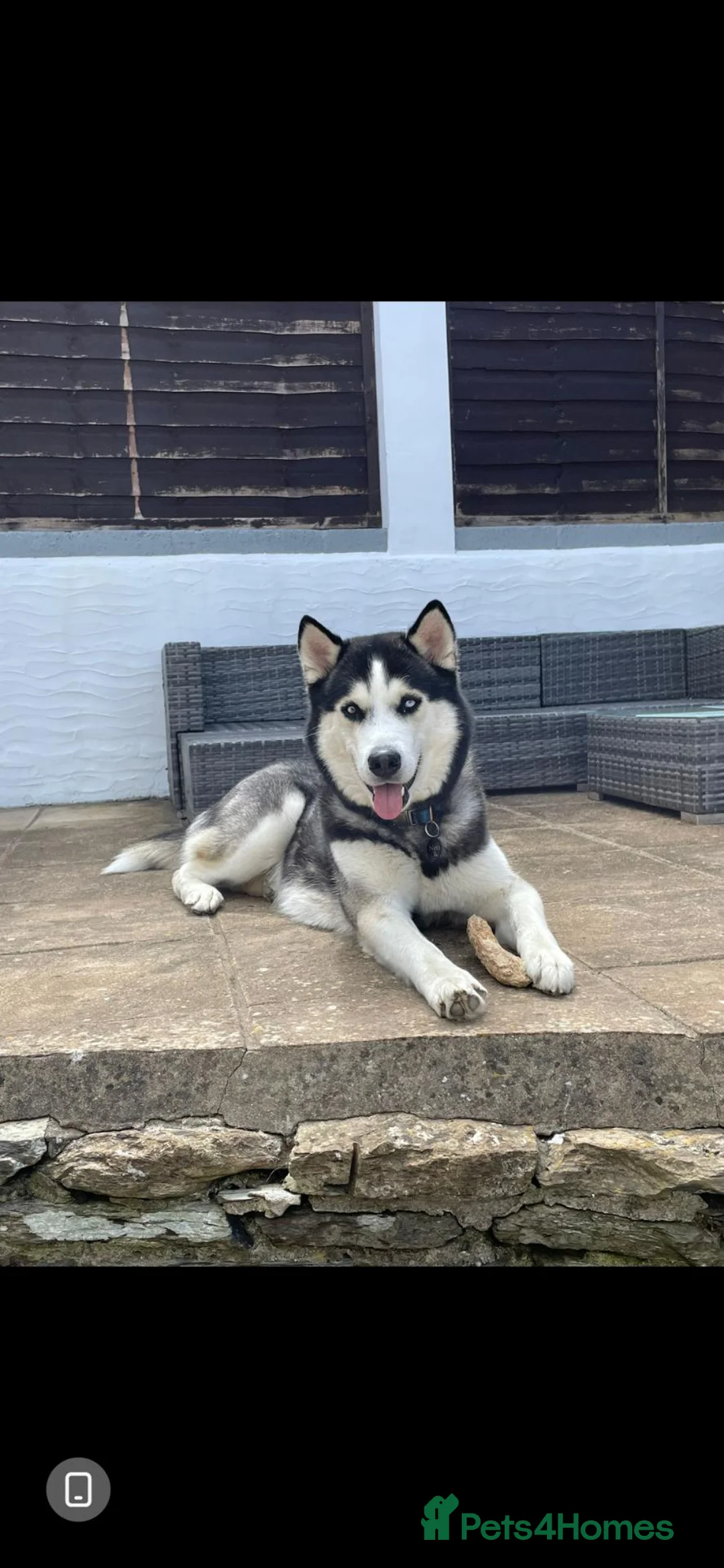 Siberian Husky dogs for stud: Bicolor gorgeous siberian husky for stud - Advert 2