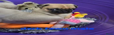 Pug 1