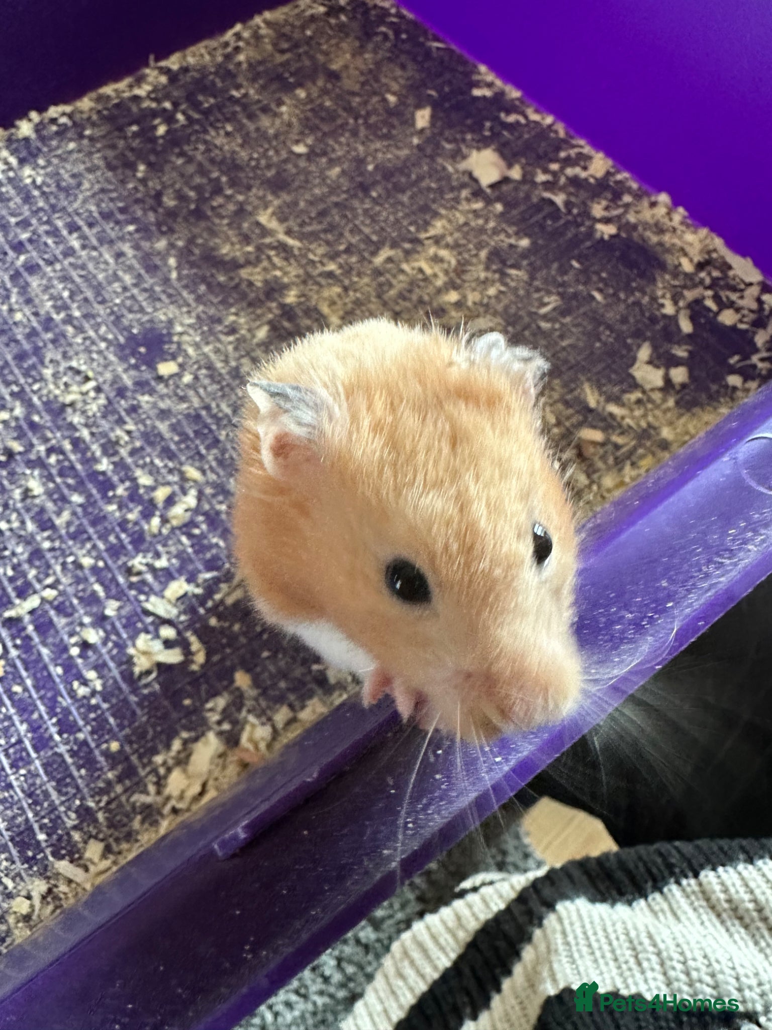 Hamster rodents Female hamster  - Advert 1