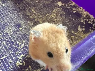 Hamster rodents Female hamster - Advert 1