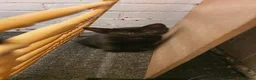 Mixed Breed cats for sale: Kittens for sale and mum £20 - Advert 2