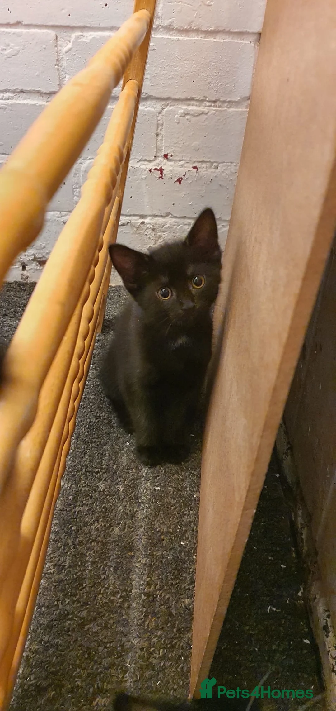 Mixed Breed cats for sale: Kittens for sale and mum £20 - Advert 2