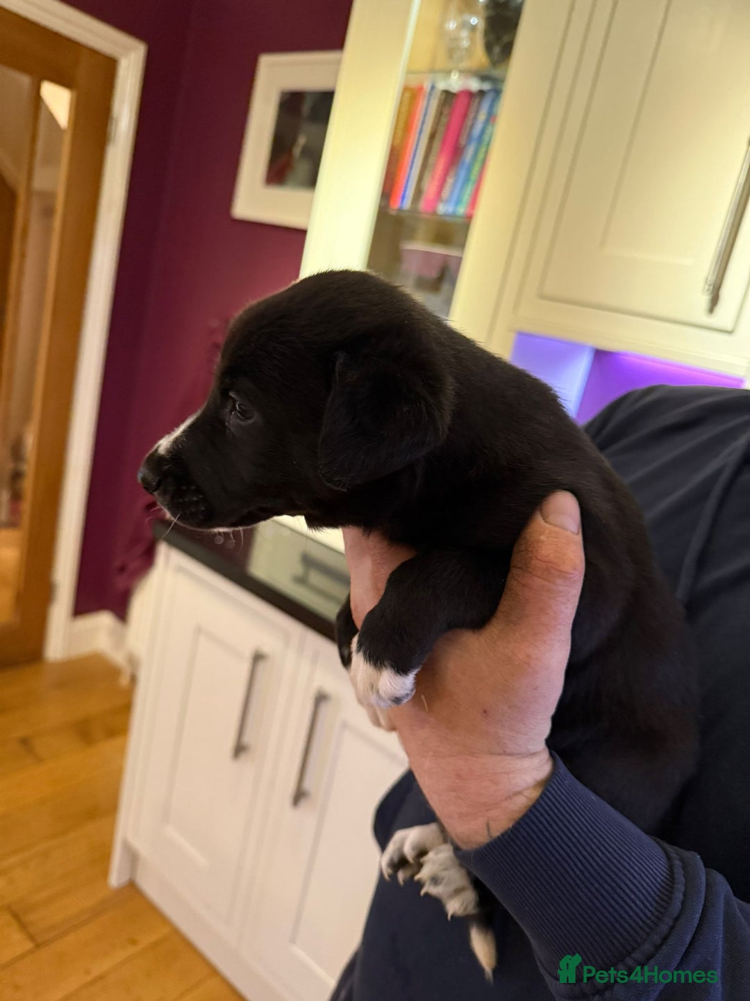 Lurcher dogs for sale: Bedlington lurcher puppies - Advert 8