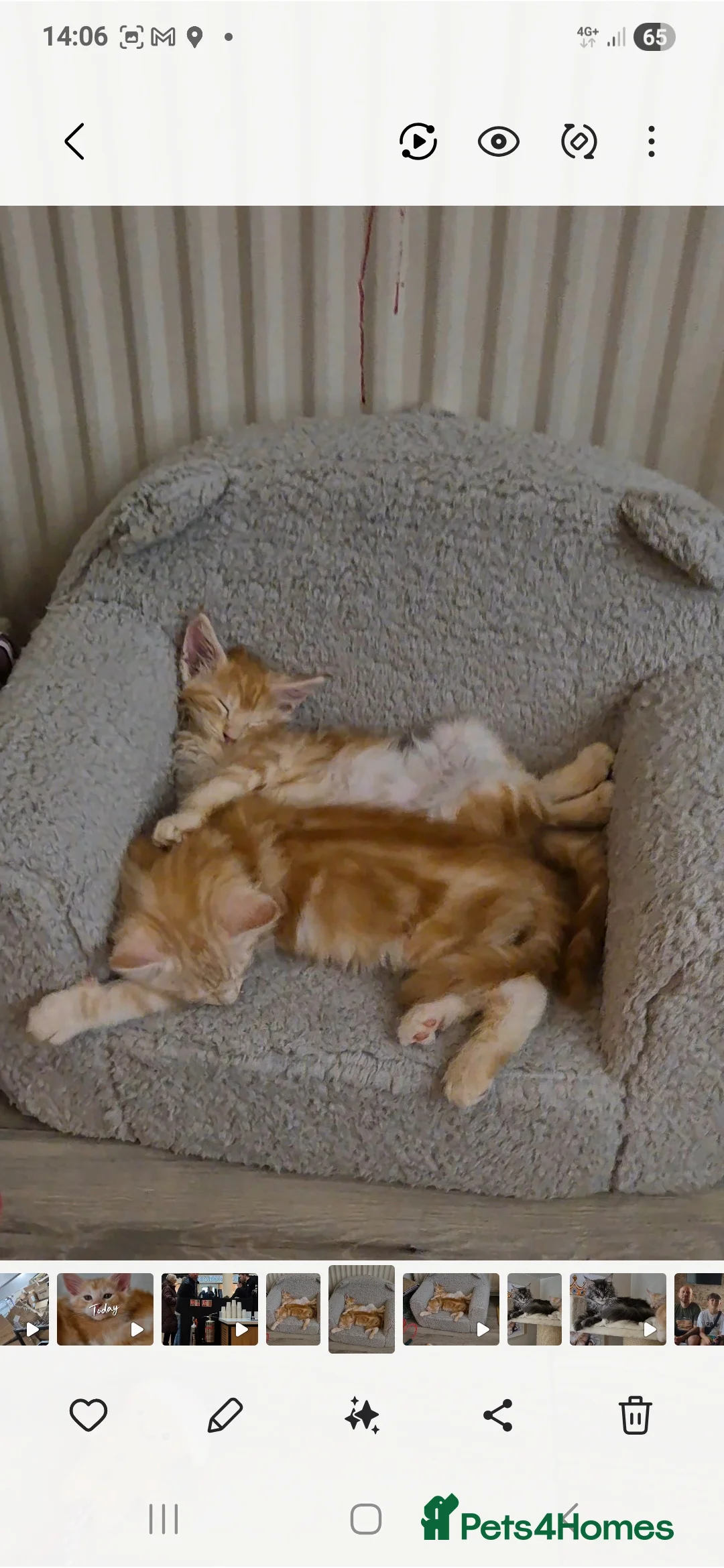 Maine Coon cats for sale: Beautiful Maine Coon boys . - Advert 15